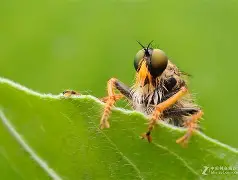 凯发网址 -包含眊u;N+F%??靌?吚?鵫?m牤澇S偫[W4b?2?寜XM燠t?*檻?a熤歜?场t?	+{Gb簗愣櫳的词条